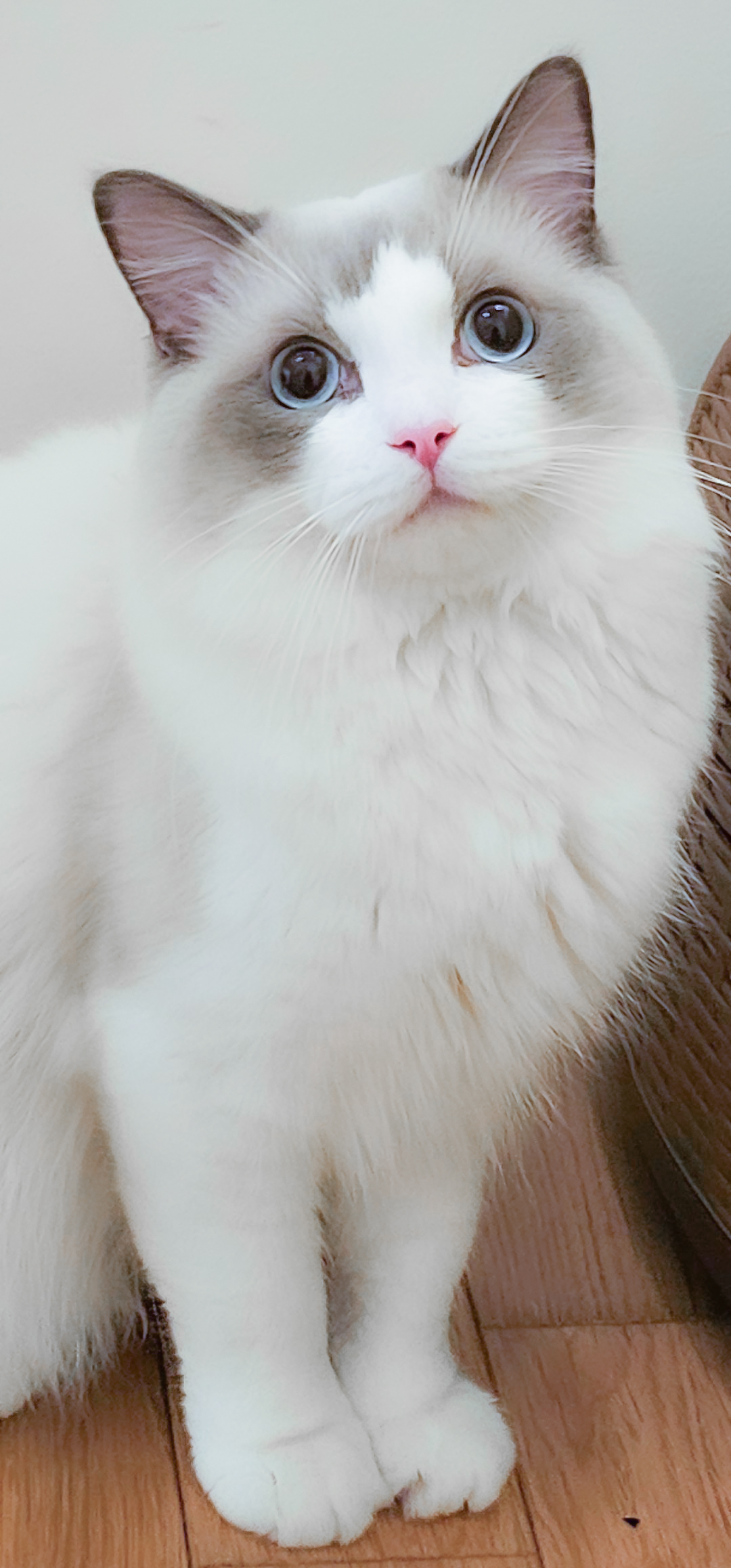 爆毛＆ブルーアイの王子様✨新しいパパ猫のエトワールです！