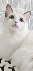 クリスティーヌ